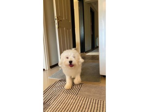 Maltese terrier köpeğim