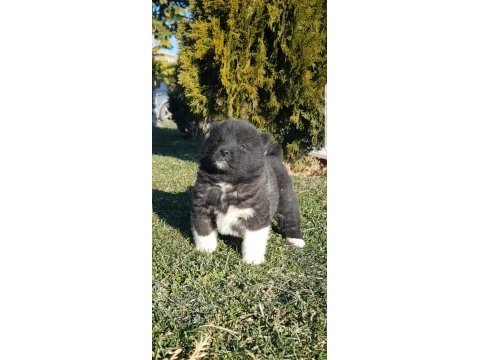 Safkan amerikan akita