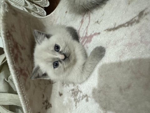 Dişi ve erkek 2 tane yavru british shorthair