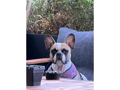 Bir insan kadar uysal french bulldog miyamız