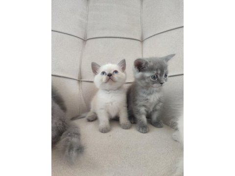 Minicik kutu bebeği güzel kedimiz yeni evini bekliyor