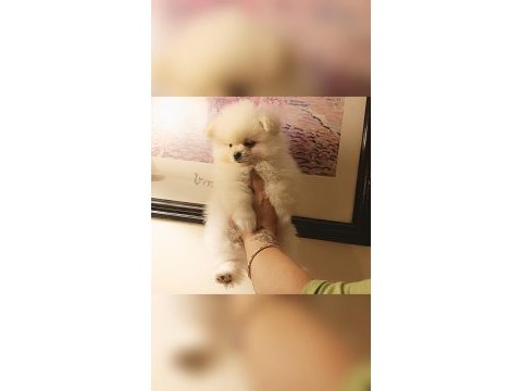 A kalite pomeranian bebeklerim