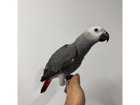 Zeytin göz yavru jako belgeli