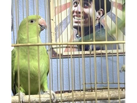 Yavru pakistan papağanım