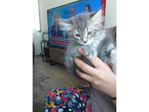Gümüş grim kedim