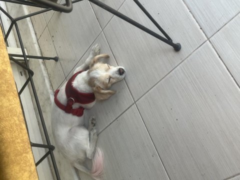 Kızıma (dişi köpeğime) bakabilecek bir aile