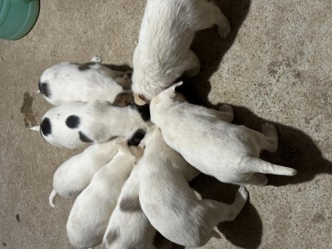 Terrier yavruları 45 günlük