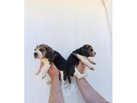 Harika maske beagle bebekler