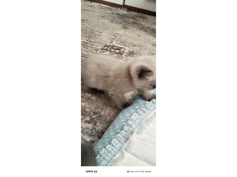 2 aylık british shorthair