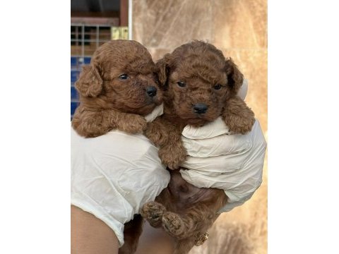 Toypoodle sevimli yavrular 