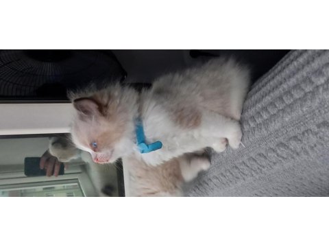 Safkan ragdoll bebek kediler