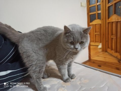 Lilac erkek british shorthair