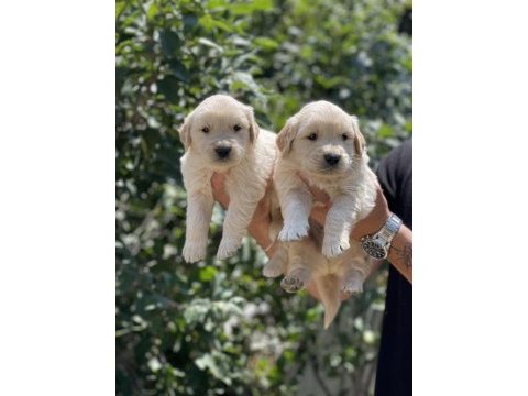 Sizinde böyle bir golden retriever yavrunuz olmasın mı?