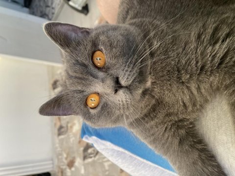2si anne baba 4 yavru british shorthair