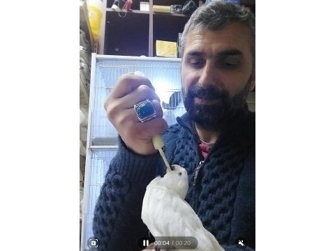 Albino sultan papağan el besleme bebek