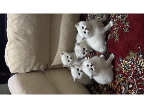 British shorthair yavrular