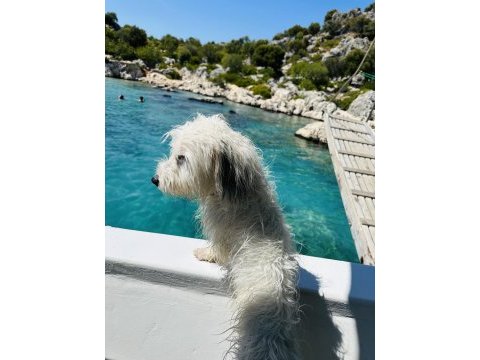 1 yaşında güzeller güzeli dişi terrier