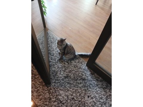 Kedimiz dumanı sahiplendirmek istiyoruz