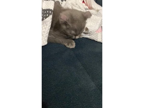 2 aylık baykuş kulaklı scottish fold