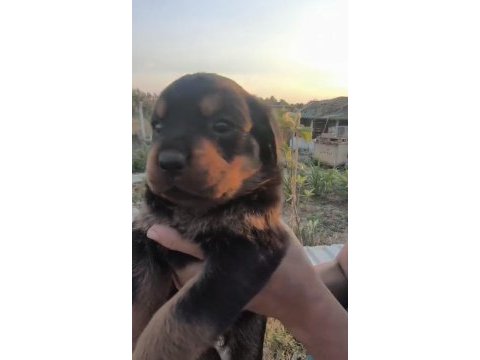 A kalite rottweiler