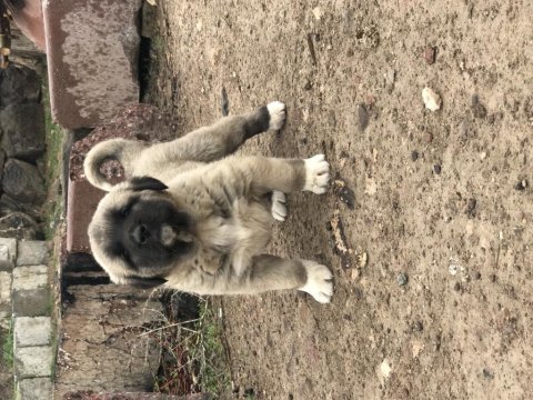 Has kangal yavrular dişi erkek mevcut