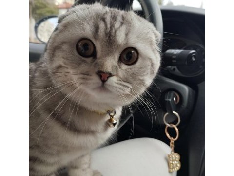 Göz bebeği scottish fold kedimiz