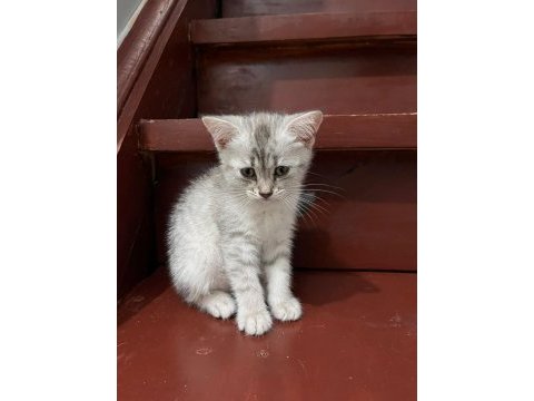 British shorthair 2 aylık yavru
