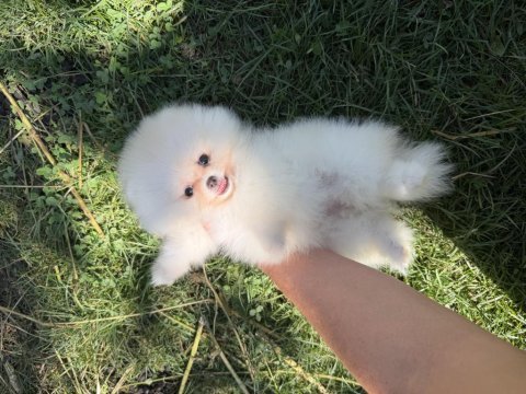 Kususrsuz güzellık üst düzey pomeranian boo