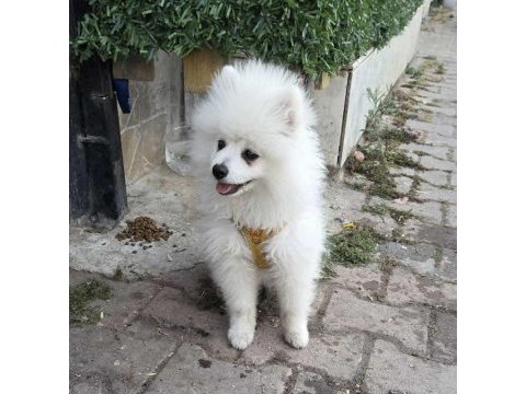Kar beyaz pomeranian dişi