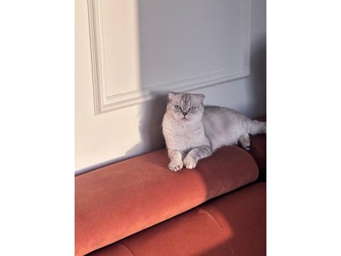 Çok tatlı kedimizi sahiplendiriyoruz