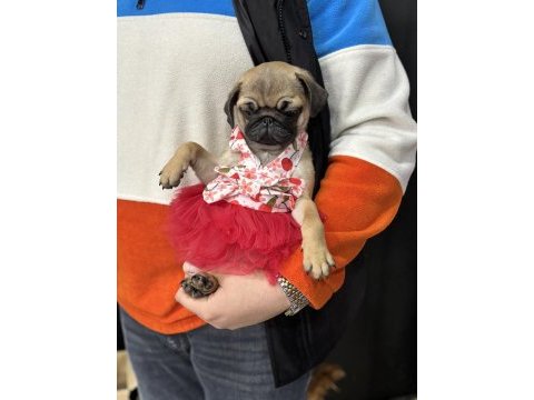 Pug yavrular sakarya