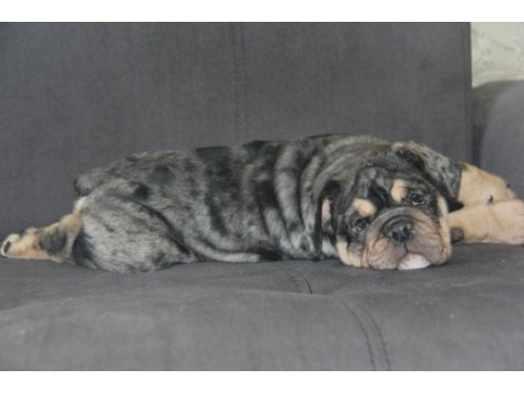 Sitenin en renkli en mütevazi bulldog şekerleri