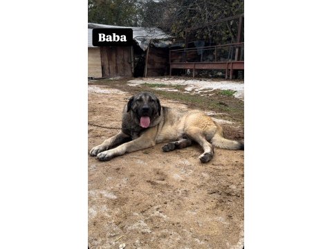 A++ kalite kangal sağlıklı yavrular sağlam kan