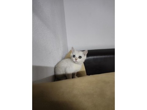 British shorthair silver point