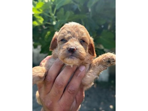 Dunya tatlısı maltipoo minikler