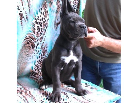 Fcı-kıf secereli safkan cane corso köpekler