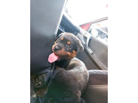 Irk garantili rottweiler yavrularımız