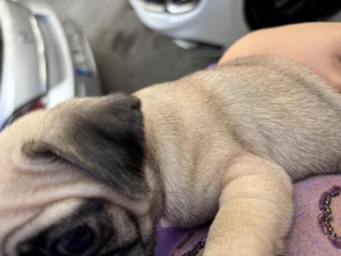 Son kalan pug dişi