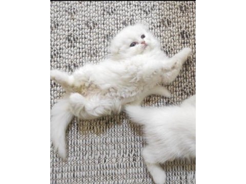 Ankara mamaktayız scottish fold longhair