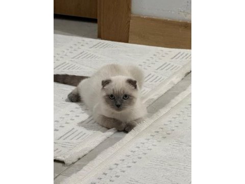 Safkan şecereli scottish fold blue point