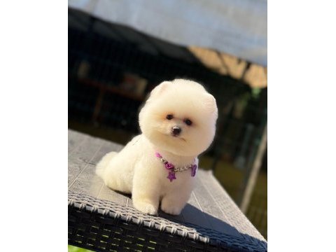 Pamuk şekeri pomeranian boo