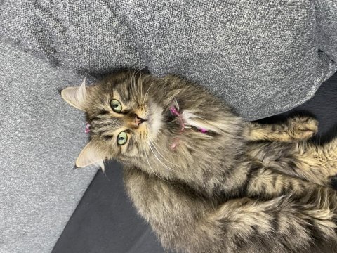 Süslü kız dişi kedimiz