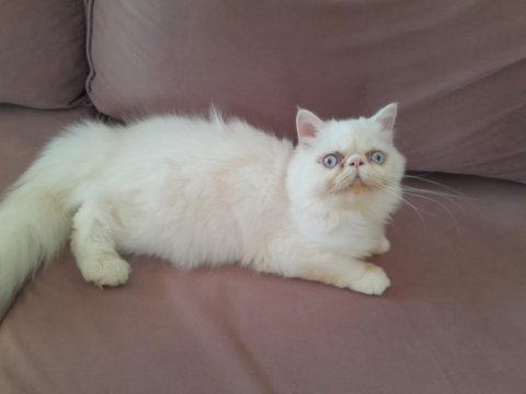 En güzel iran kedisi yavrusu benim