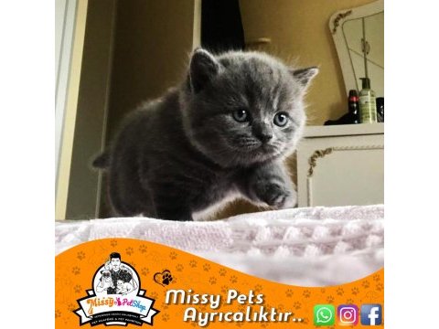 British shorthair blue