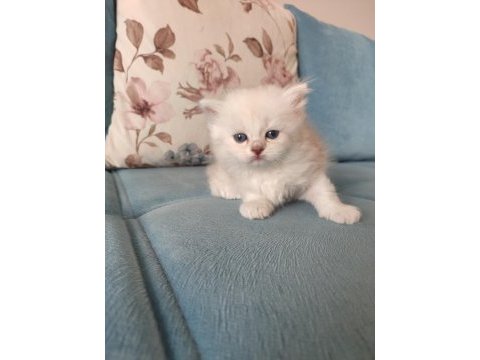 2 aylık british longhair yuvasını arıyor