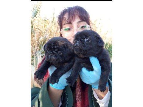 Sıyah black pug yavrularımız