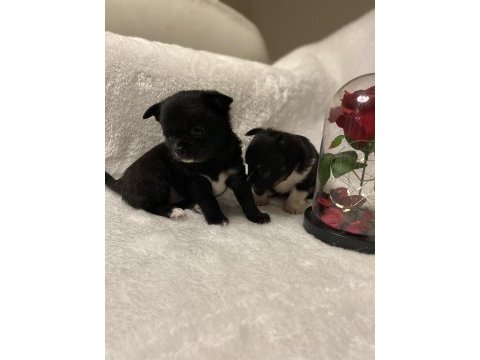 Anne altından teacup chihuahuha yavrular