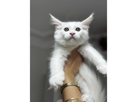 Muhteşem görünümlü beyaz maine coon