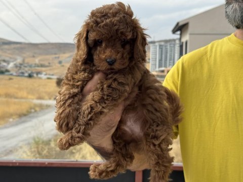 Ruhsatlı çiftlikde ziyarete açık toy poodle yavrular