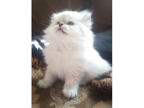 Orijinal chinchilla yavrularımız